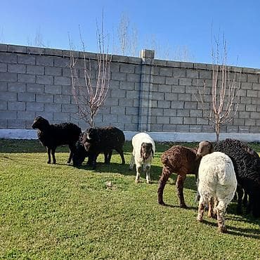 Аквариумы: Продаю | Овца (самка) | Для разведения | Ярка — 2