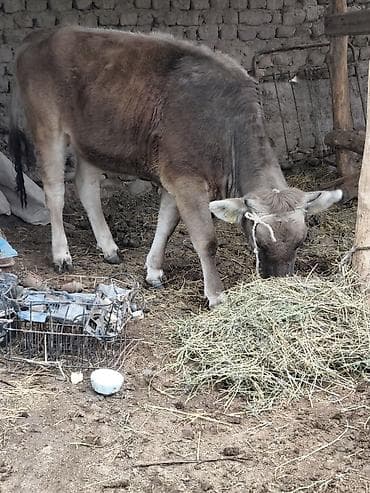 голуби птицы животный: Продаю | Тёлка | Для молока — 3