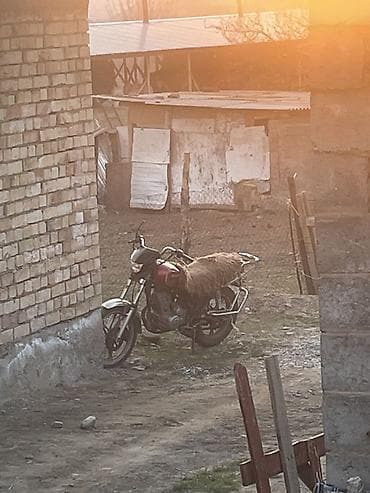 мото эндура: Мотоцикл дорожного типа (классический) - Конфигурация: передняя — 2