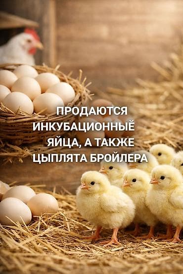 домашние петухи: Продаю | Цыплята | КОББ 500 | Для разведения — 1