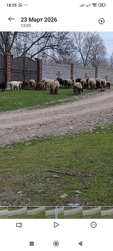 Продаю | Баран (самец) | Для разведения | Матка at lalafo.kg Продаю | Баран (самец) | Для разведения | Матка