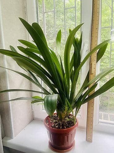 кливия: Продаётся крупная Кливия 🌿 Красивое взрослое растение с длинными — 3
