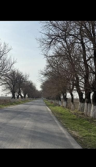 сутка комната: 14 соток, Курулуш, Кызыл китеп, Сатып алуу-сатуу келишими, Башкы ишеним кат — 4