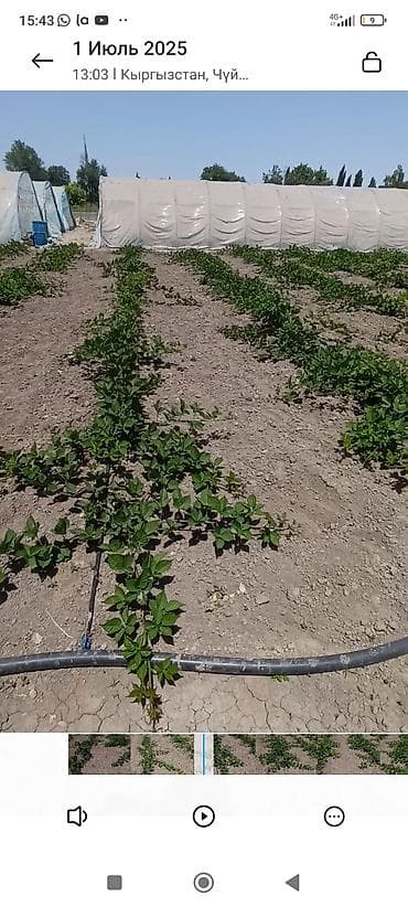 крупа: Саженцы ежевики (бесшипные сорта). Сорт Лох Нес Количево 1000 — 8