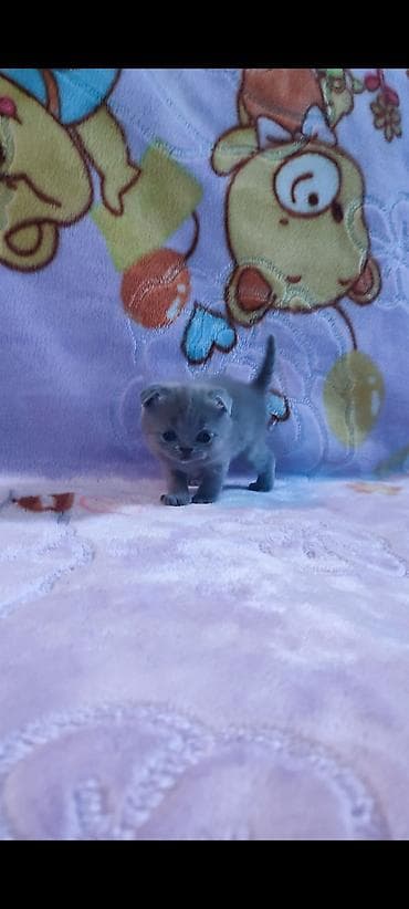 Продажа кошек: Открыто бронирование на котят шотландской породы лилового и голубого — 5