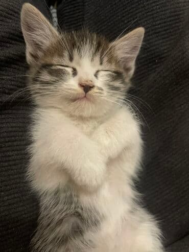 сиамская вислоухая кошка цена: Милые котята из одного помёта. Описание: - Возраст: родились 28 — 4