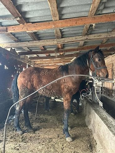 уэльский горный пони: Продаю | Жеребенок | Дончак | Рабочий — 3