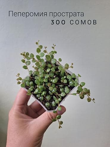 арбузов: 🌿 Комнатные цветы (укоренённые черенки/молодые растения/взрослые — 4