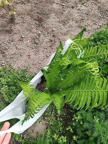 мандарины цена: Папоротник
шт-200
Звоните отправлю доставкой — 3