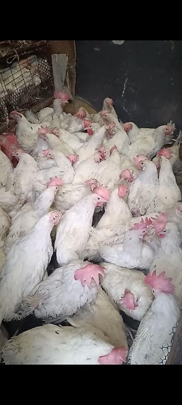 Молодые Курочки Только Оптом от 300 шт и Выше 
находимся Кант