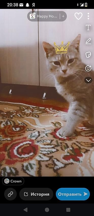 коты бесплатные: Кошка даром: Беспородная, Мальчик, Приучена к лотку — 3
