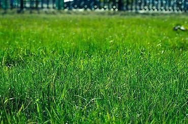 🌱 ПРОФЕССИОНАЛЬНЫЙ ПОСЕВ ГАЗОНА Создаём красивый, густой и at lalafo.kg 🌱 ПРОФЕССИОНАЛЬНЫЙ ПОСЕВ ГАЗОНА Создаём красивый, густой и