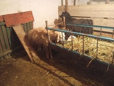продаю кролики: Продаю | Овца (самка) | На забой | Ярка — 3