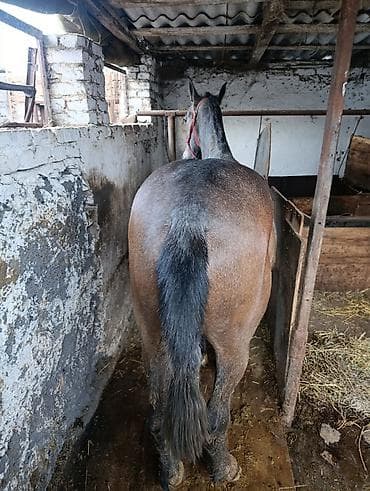 лошадь купить: Продаю | Кобыла (самка) — 3