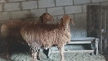 животные купить: Две кочкорчика по пол годику каждому — 2