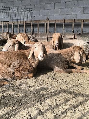 арашанские матки: Продаю | Ягненок | Арашан | Для разведения | Племенные — 1