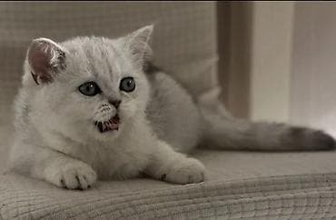 кошачий лоток: Скотиш Страйт (Шотландская прямоухая), 3 месяца, Мальчик, Серебристая шиншилла, Приучена к лотку — 3