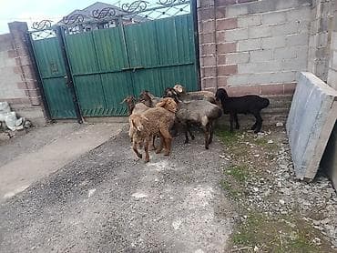 кой кана: Продаю | Баран (самец) | Для разведения | Ярка — 4