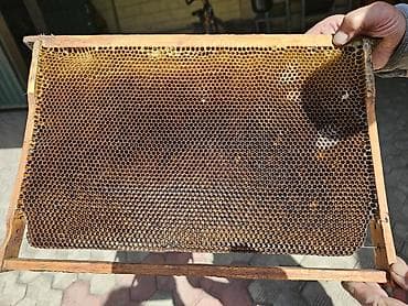 Продаю рамки пчеловодные Дадан. количество 100 штук.
Военно-Антоновка