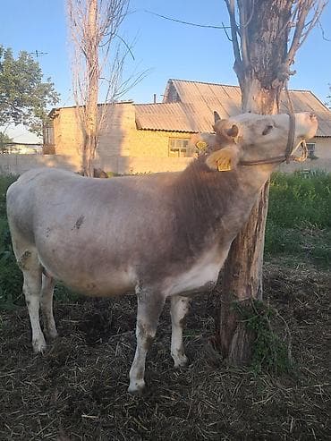 чистопородное разведение: Продаю | Корова (самка) | Для разведения | Привязанные — 2