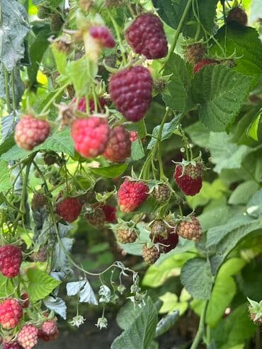 ташкентский плов бишкек доставка: Малина В розницу, Бесплатная доставка — 2