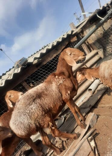 токмок собаки: Продаю | Баран (самец) | Арашан | Для разведения | Осеменитель — 4