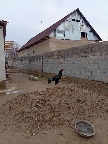 клетка для крысы: Продаю | Петух | Для разведения — 2