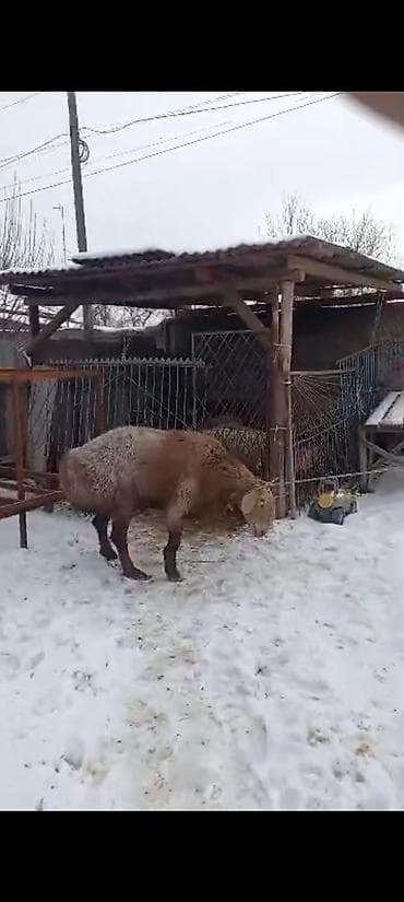 продаю тай: Продаю | Баран (самец) | На забой | Племенные — 8