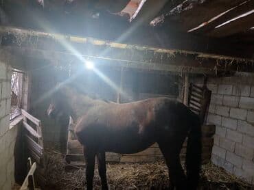 купить золотого ретривера: Продаю | Жеребенок — 1