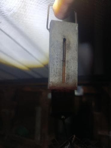 румынский фазан самка: Продаю | Кролик самец, Крольчата | Серый великан, Фландр | На забой, Для разведения | Племенные — 8