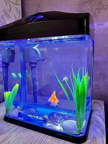 калифорнийский соолжан: Компактный аквариумный комплект с крышкой и LED‑подсветкой - Объем — 2