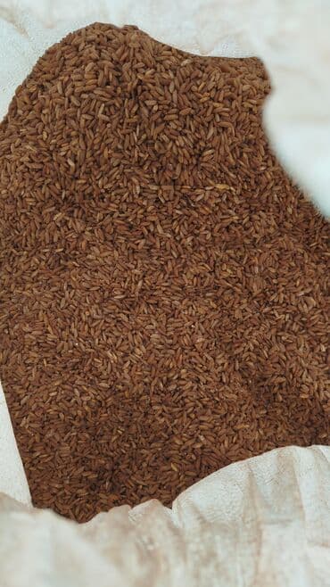 Мёд: Озгон гуруч сатылат ото жакшы таза Бишкек шаар ичи доставка бекер ташы — 1