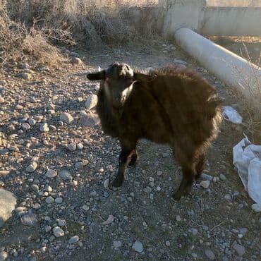 отдам котят в добрые руки бишкек: Продоем козлят улактар возраст 7 мес.цена10тыс .на выпасе — 4