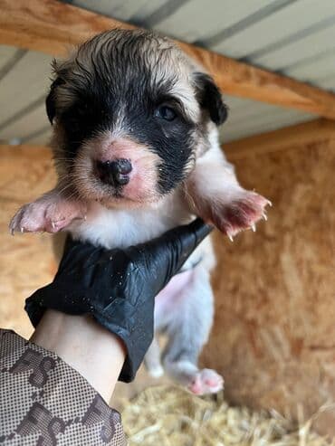 Грызуны: Щенок, предположительно метис крупной пастушьей породы. Окрас: светлый — 1