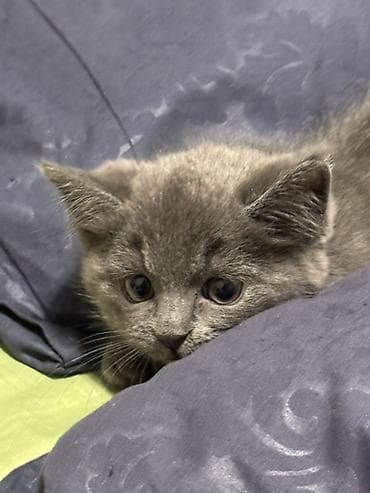Грызуны: Британский котёнок, окрас(серый). - Порода: британский прямоухой — — 3