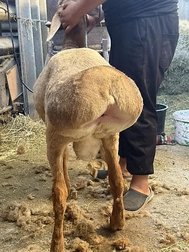 зоопарк бишкек: Сатам | Кочкор (эркек) | Көбөйтүү үчүн | Жасалма жол менен боозутуу — 5