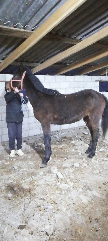 продаю кой: Продаю | Кобыла (самка) | Рабочий | Племенные — 5