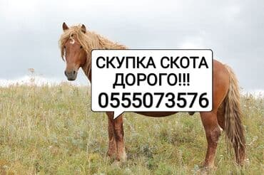 ферма: Сатып алам | Уйлар, букалар, Жылкылар, аттар, Башка а/ч жаныбарлары | Күнү-түнү, Бардык шартта, Союлган