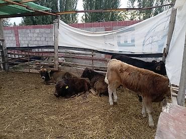 животные собака: Продаю | Бык (самец) | Абердин-ангус | На откорм — 4