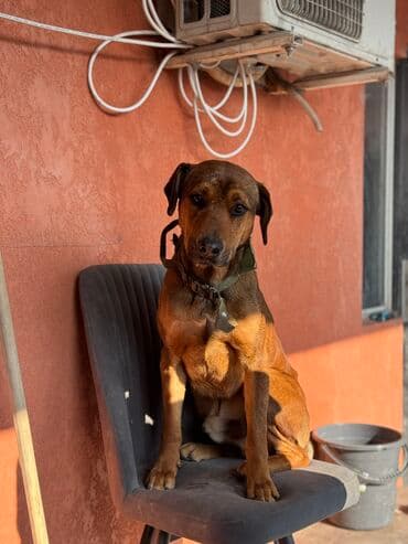 собака даберман: Собака даром: Доберман, 1 год, Самец, С прививкой — 3