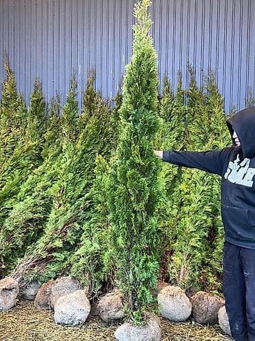 кора для сада: Туя Смарагд - В наличии размеры: 1 м и 2 м (указано на фото). - — 2