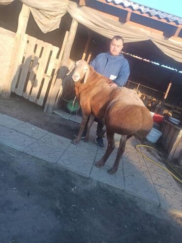 куры доминанты: Продаю | Баран (самец) | Гиссарская | Для разведения | Племенные — 2