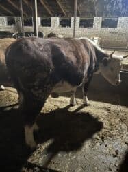 домик для животных: Сатам | Уй (ургаачы) | Симментал | Көбөйтүү үчүн | Асыл тукумдуу — 11