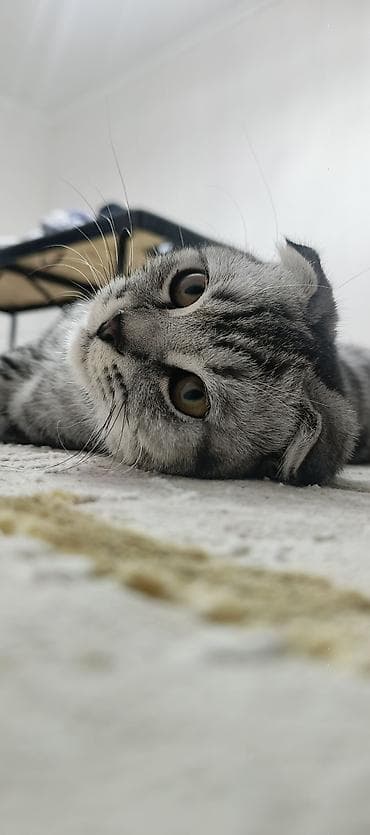 Шотландская вислоухая кошка (Scottish Fold) - Окрас: серебристый