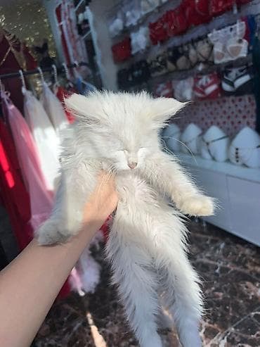 Уже котёнок который напоминает породу мейн-кун на самом деле котёнок