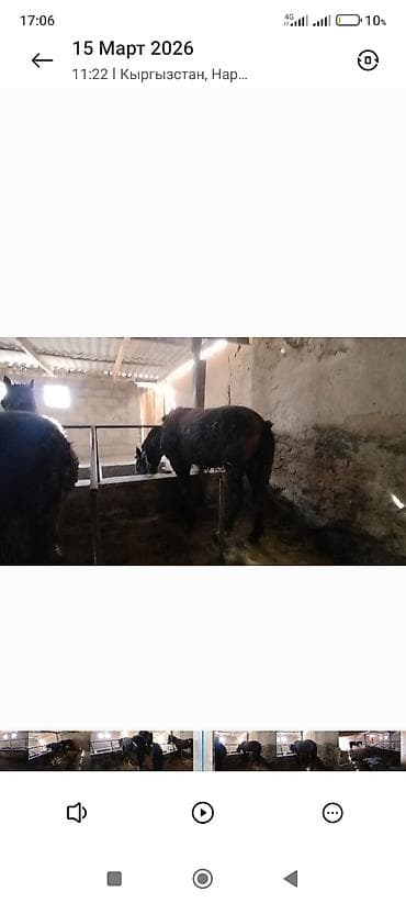 высокоудойные коровы: Продаю | Жеребенок | Для разведения — 1