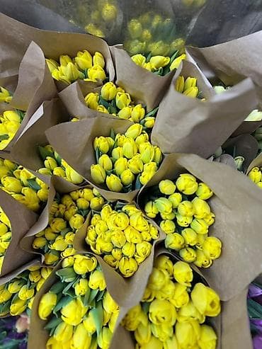 луковица тюльпаны: Тюльпаны оптом только до 6марта ! Свежие хрустящие сортовые — 3