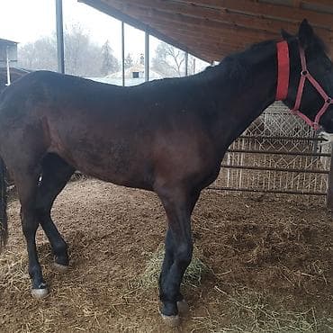 лошадь белый: Продаю | Кобыла (самка) | Полукровка | Конный спорт | Племенные — 1