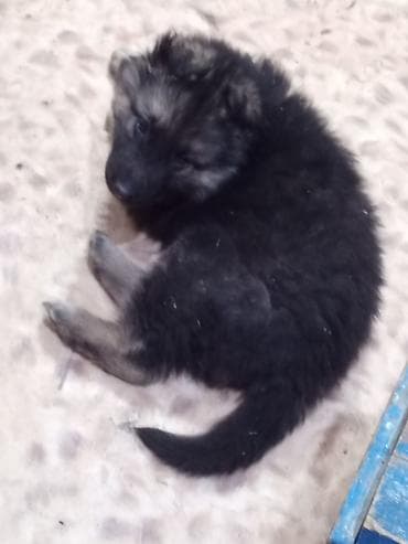 бекер кучук: Продаю щенка немецкой овчарки 5 будет 2 мес кобель эркек — 1