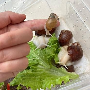 личинка карпа толстолоба амура: Город Ош Ахатины (гигантские африканские улитки) 300 сом за пару — 2